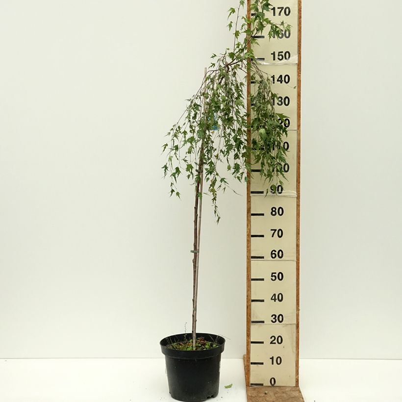 Exemplar von Betula pendula Gracilis - Hänge-Birke Topf mit 4L/5L, Stamm wie im Sommer geliefert