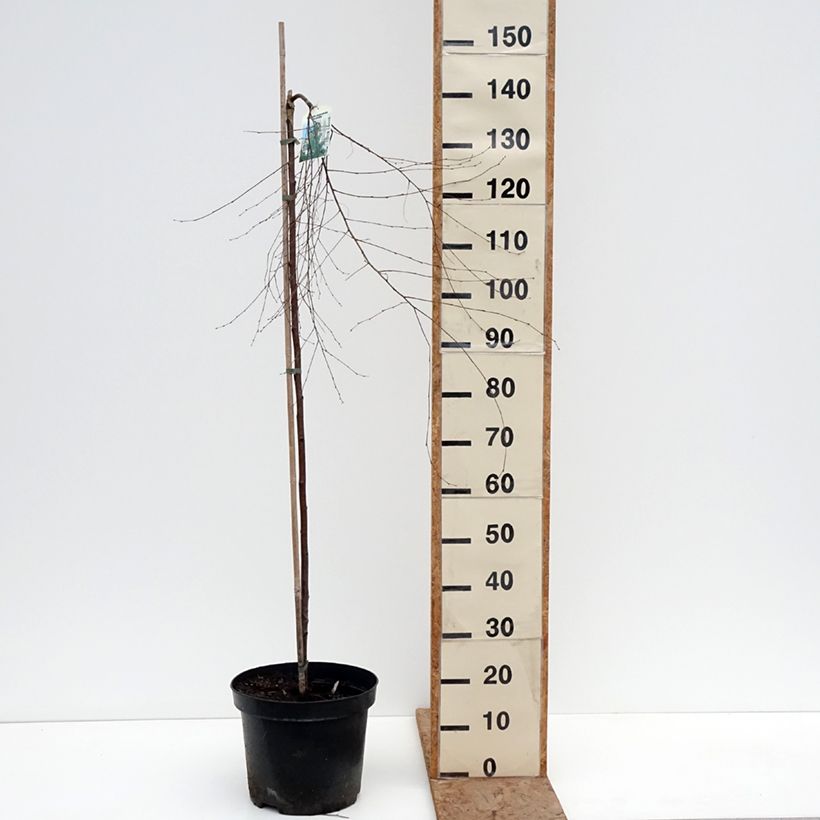 Exemplar von Betula pendula Gracilis - Hänge-Birke Topf mit 4L/5L, Stamm wie im Winter geliefert