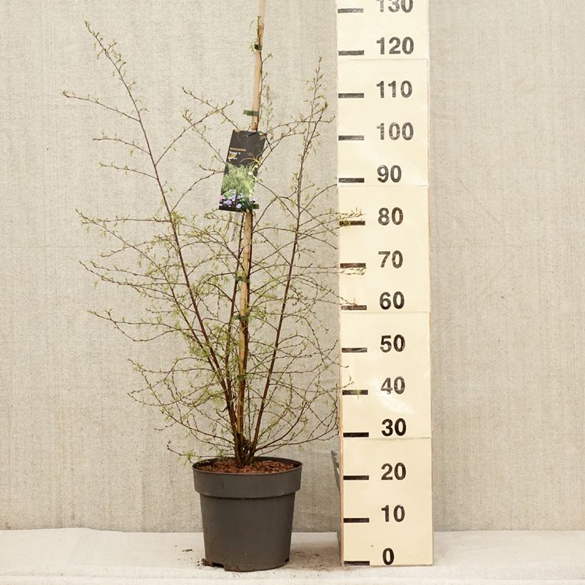 Exemplar von Betula pendula Karaca - Hänge-Birke Topf mit 7,5L/10L wie im Frühjahr geliefert