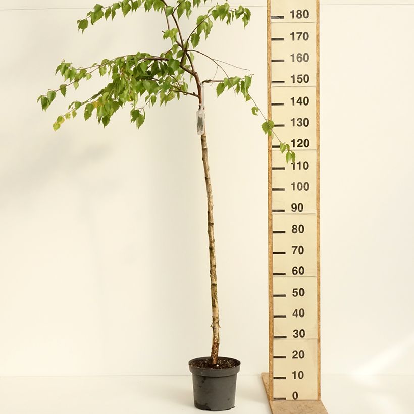 Exemplar von Bouleau pleureur - Betula pendula Long Trunk Topf mit 7,5L/10L, Stamm wie im Frühjahr geliefert
