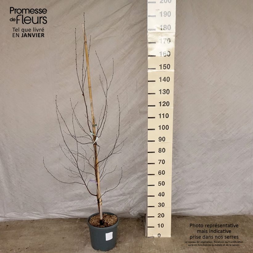 Exemplar von Betula pendula Royal Frost ou Crimson Frost - Hänge-Birke Topf mit 7,5L/10L wie im Winter geliefert