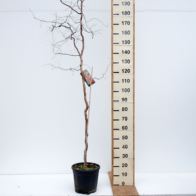 Exemplar von Betula pendula Spider Alley - Hänge-Birke Topf mit 12L/15L wie im Herbst geliefert