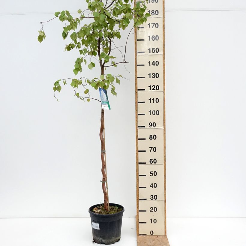 Exemplar von Betula pendula Spider Alley - Hänge-Birke Topf mit 12L/15L wie im Sommer geliefert