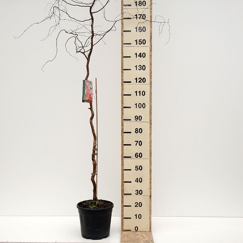 Exemplar von Betula pendula Spider Alley - Hänge-Birke Topf mit 12L/15L wie im Winter geliefert