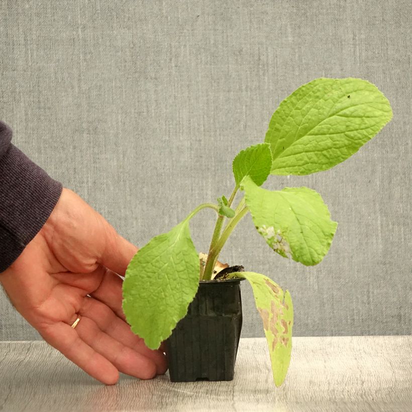 Exemplar von Borretsch Bio - Borago officinalis Kleine Töpfe von 7/8 cm wie im Sommer geliefert