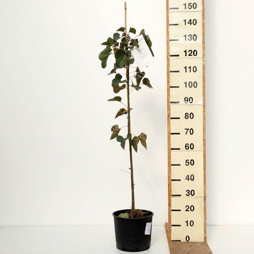 Exemplar von Brachychiton populneus - Flaschenbaum Topf mit 7,5L/10L wie im Winter geliefert