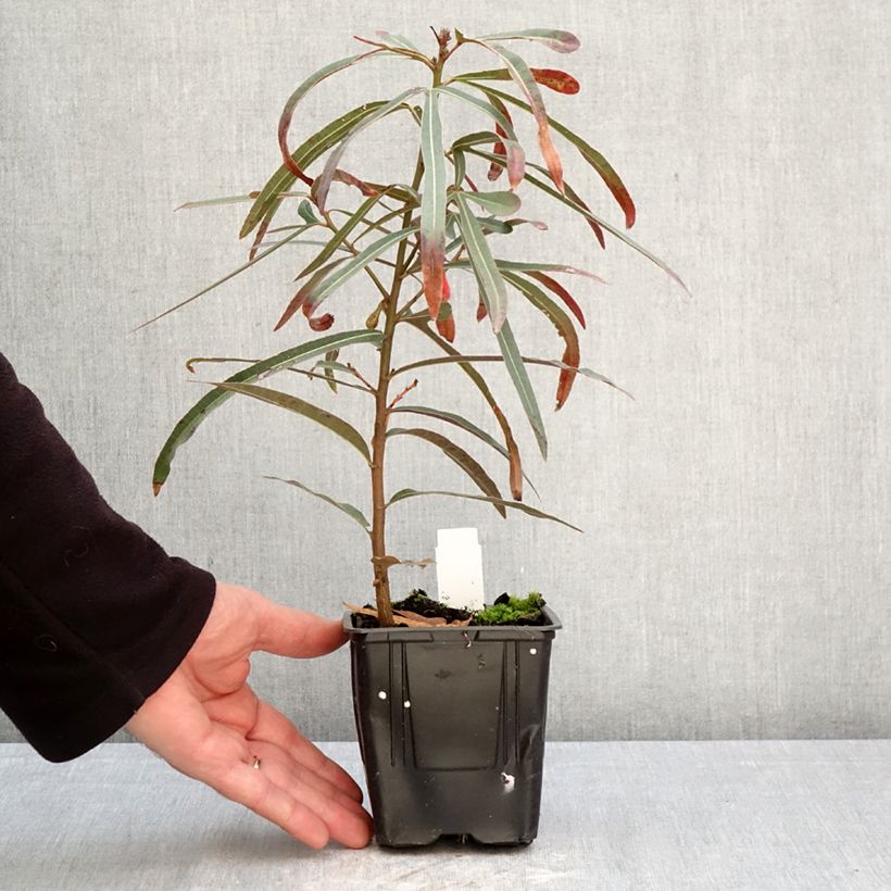 Exemplar von Brachychiton rupestris - Arbre-bouteille rupestre Topf mit 1L/1,5L wie im Frühjahr geliefert