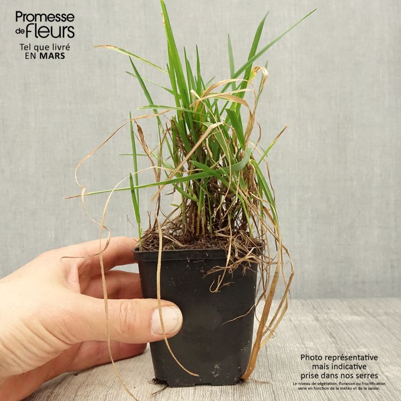 Example of Briza media Limouzi - Mittleres Zittergras Kleine Töpfe von 8/9 cm as you get in printemps