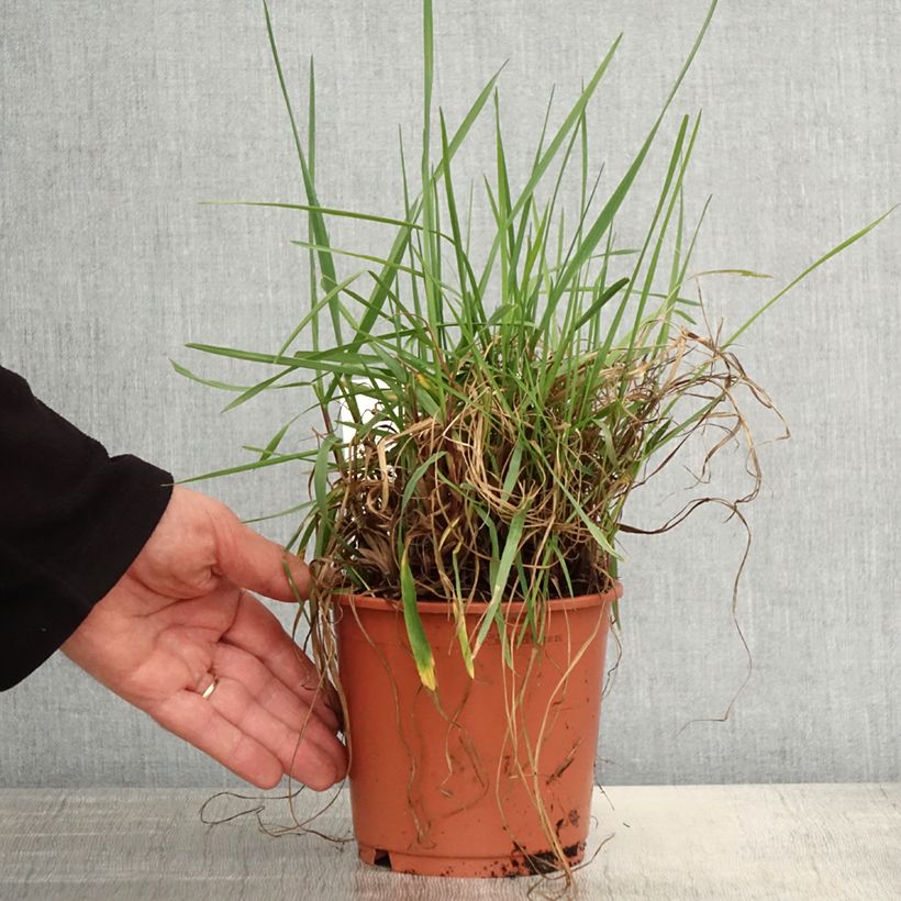 Example of Briza media Limouzi - Mittleres Zittergras Topf mit 1L/1,5L as you get in printemps