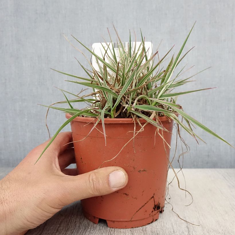 Exemplar von Briza media Zitterzebra - Mittleres Zittergras Topf mit 1L/1,5L wie im Frühjahr geliefert