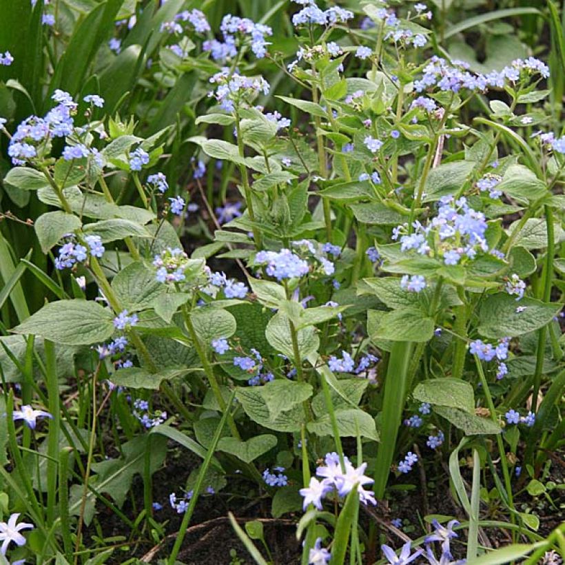 Brunnera macrophylla - Kaukasus-Vergißmeinnicht (Wuchs)
