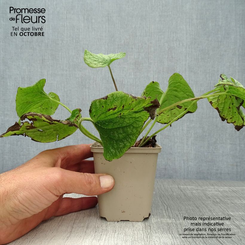 Exemplar von Brunnera macrophylla Alexander's Great - Kaukasus-Vergißmeinnicht Kleine Töpfe von 8/9 cm wie im Herbst geliefert