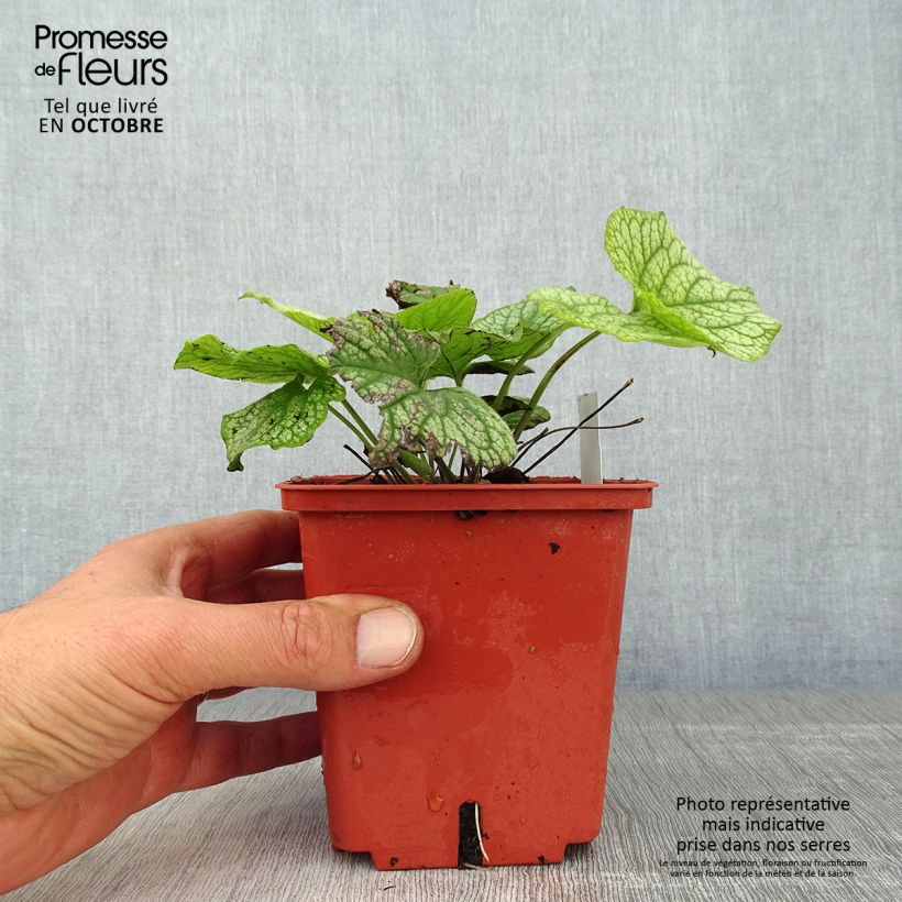 Exemplar von Brunnera macrophylla Alexander's Great - Myosotis du Caucase Pot de 1L/1,5L wie im Herbst geliefert