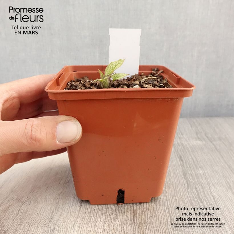 Example of Brunnera macrophylla Alexander's Great - Kaukasus-Vergißmeinnicht Topf mit 1L/1,5L as you get in printemps