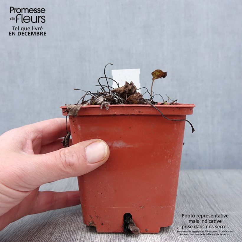 Exemplar von Brunnera macrophylla Jack of Diamonds - Myosotis du Caucase Pot de 1L/1,5L wie im Herbst geliefert