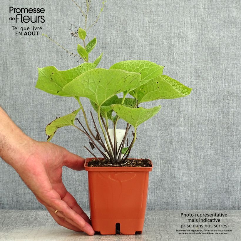 Exemplar von Brunnera macrophylla Jack of Diamonds - Kaukasus-Vergißmeinnicht Topf mit 1L/1,5L wie im Sommer geliefert