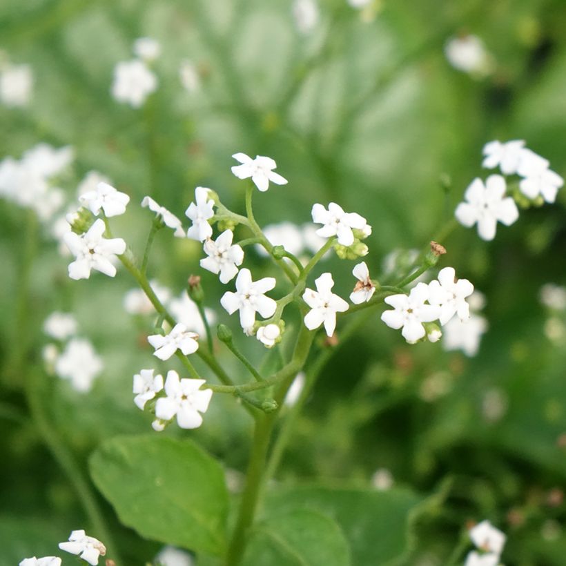 Brunnera macrophylla Mr Morse - Kaukasus-Vergißmeinnicht (Flowering)