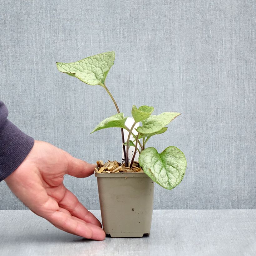 Exemplar von Brunnera macrophylla Queen of Hearts - Kaukasus-Vergißmeinnicht Kleine Töpfe von 8/9 cm wie im Frühjahr geliefert
