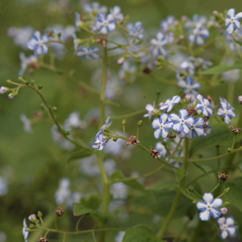 Brunnera macrophylla Starry Eyes - Kaukasus-Vergißmeinnicht (Wuchs)