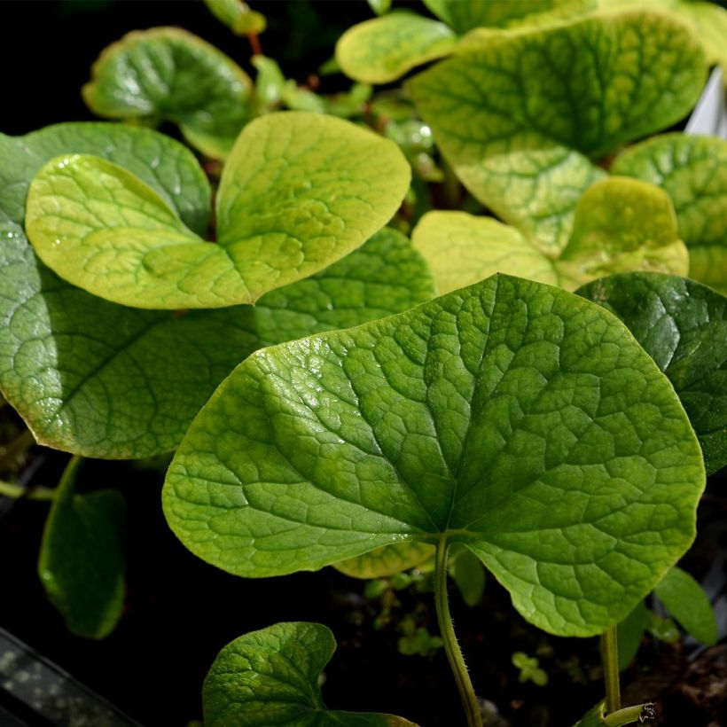 Brunnera sibirica - Sibirisches Vergißmeinnicht (Foliage)