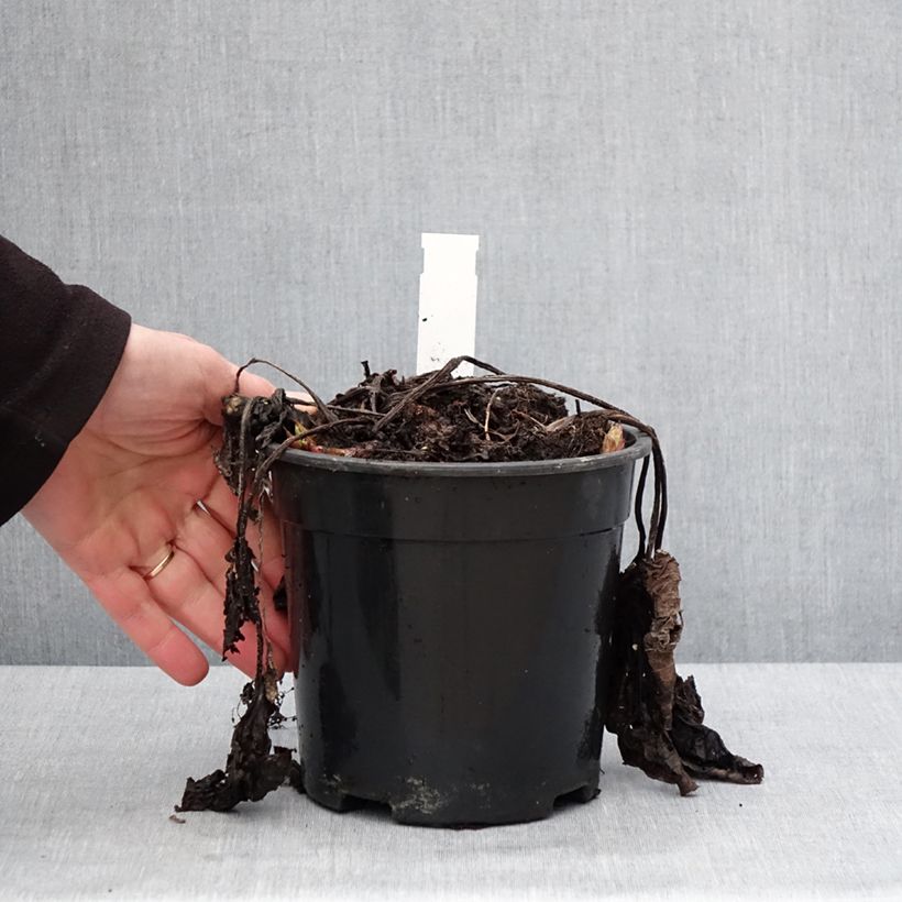 Exemplar von Brunnera sibirica - Myosotis du Caucase Pot de 2L/3L wie im Winter geliefert
