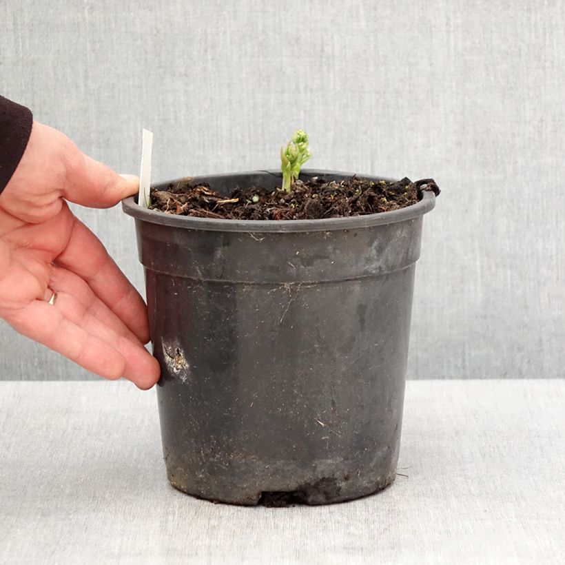 Example of Brunnera sibirica - Sibirisches Vergißmeinnicht Topf mit 2L/3L as you get in printemps