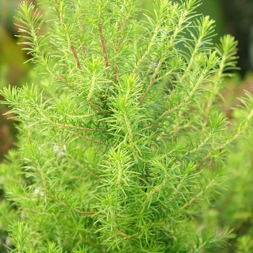 Baum-Heide Pink Joy - Erica arborea (Laub)