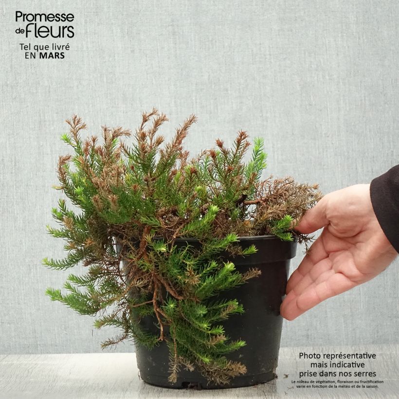 Example of Erica nana Limoncello - Heide Topf mit 4L/5L as you get in printemps