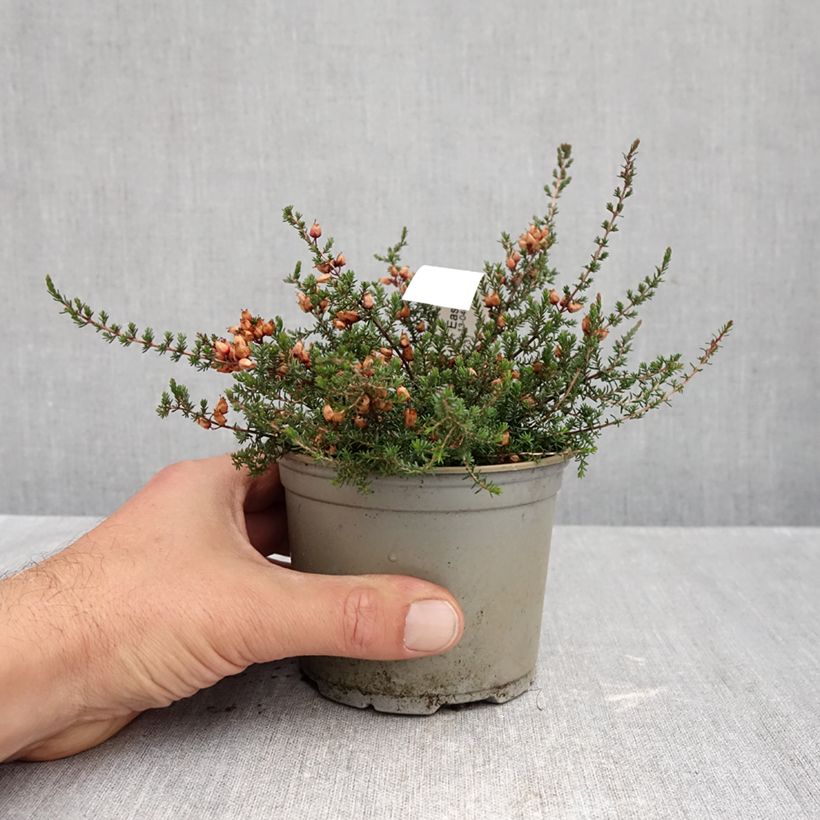 Exemplar von Graue Glocken-Heide C.D. Eason - Erica cinerea Topf 10 cm/11cm wie im Herbst geliefert