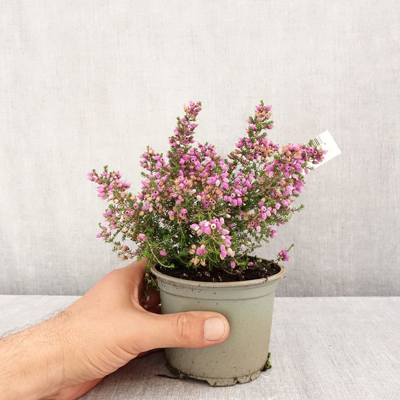 Exemplar von Graue Glocken-Heide Pallas - Erica cinerea Topf 10 cm/11cm wie im Herbst geliefert