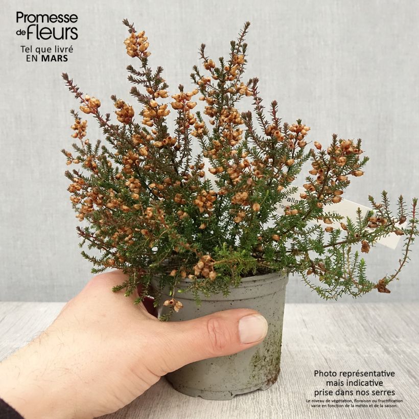 Exemplar von Graue Glocken-Heide Pallas - Erica cinerea Topf 12 cm / 13 cm wie im Frühjahr geliefert