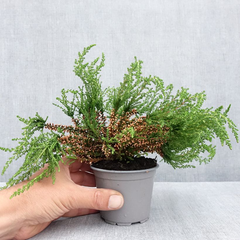 Example of Graue Glocken-Heide - Erica cinerea Topf 10 cm/11cm as you get in printemps