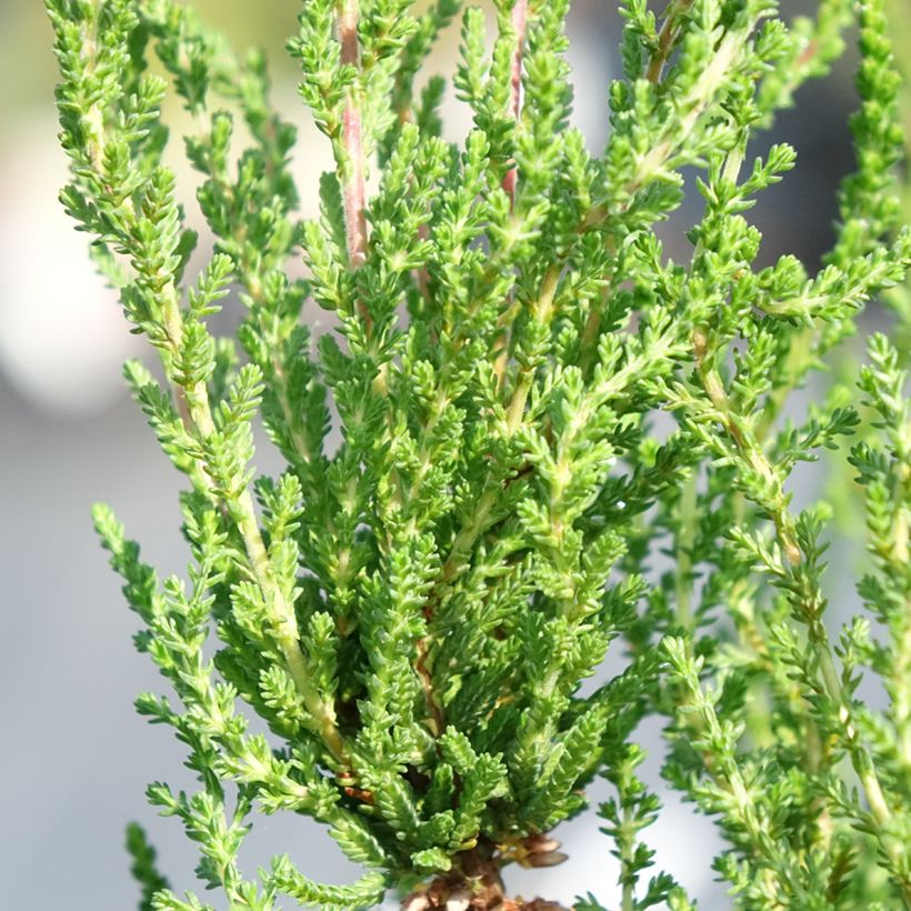 Graue Glocken-Heide - Erica cinerea (Foliage)