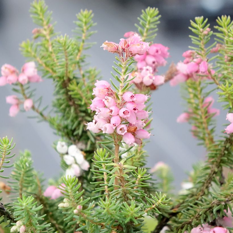 Heide Ken Wilson - Erica williamsii (Flowering)