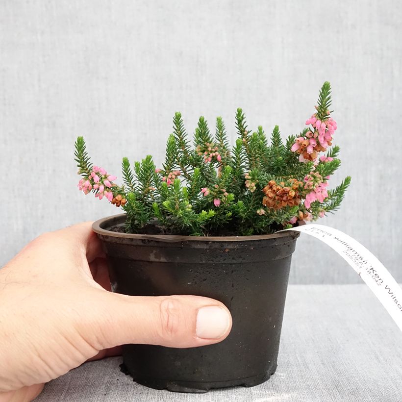 Exemplar von Heide Ken Wilson - Erica williamsii Topf 10 cm/11cm wie im Herbst geliefert