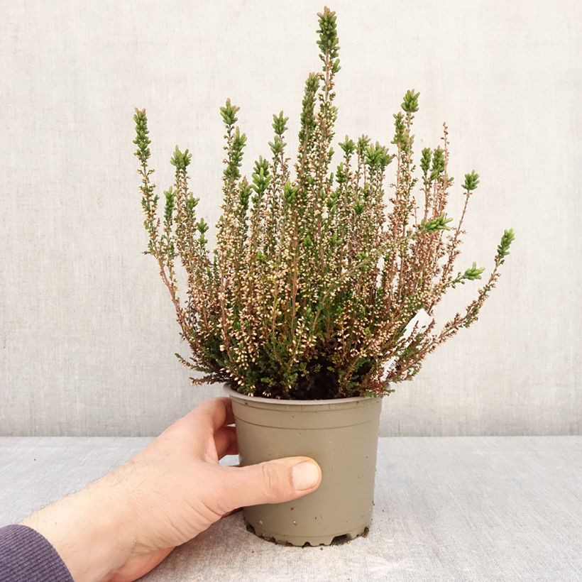 Exemplar von Besenheide Garden Girls Amethyst - Calluna vulgaris Topf mit 1L/1,5L wie im Frühjahr geliefert