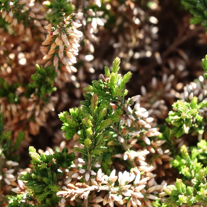 Besenheide Garden Girls Angie - Calluna vulgaris (Laub)