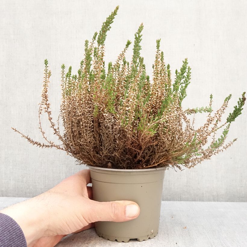 Exemplar von Besenheide Garden Girls Angie - Calluna vulgaris Topf mit 1L/1,5L wie im Frühjahr geliefert