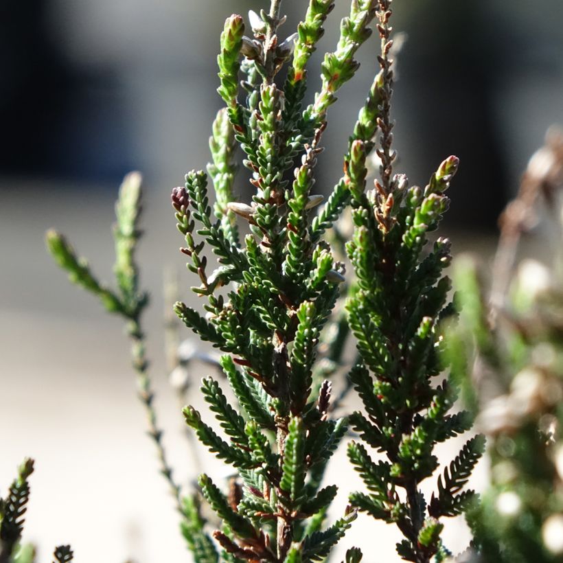Besenheide Garden Girls Athene - Calluna vulgaris (Laub)