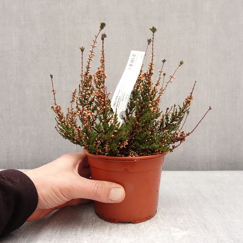 Example of Besenheide Garden Girls Athene - Calluna vulgaris Topf mit 1L/1,5L as you get in hiver