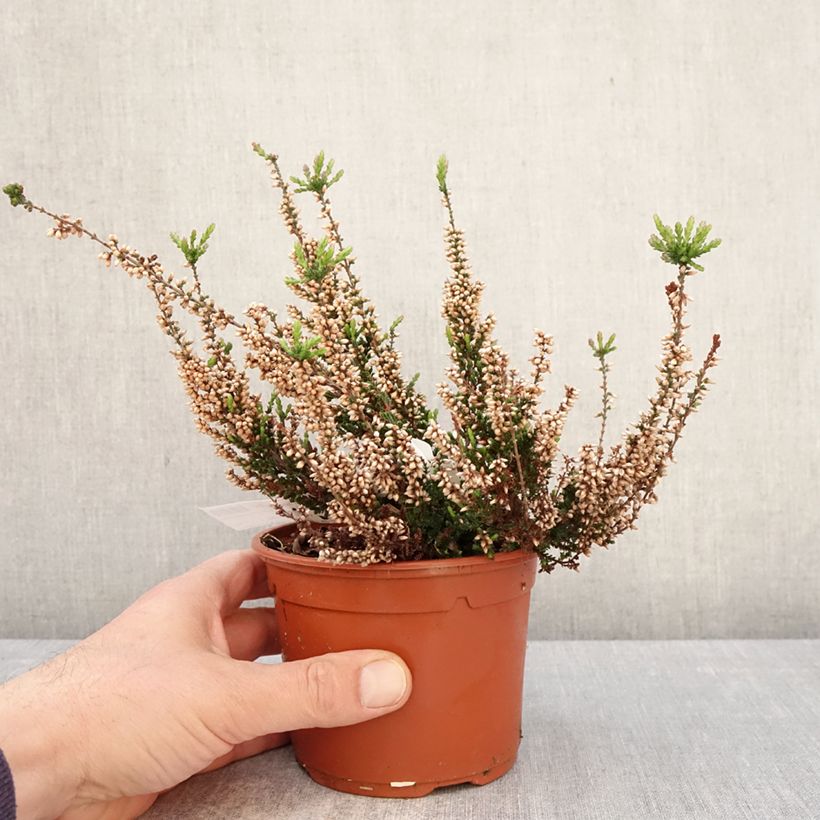 Exemplar von Besenheide Garden Girls Athene - Calluna vulgaris Topf mit 1L/1,5L wie im Frühjahr geliefert