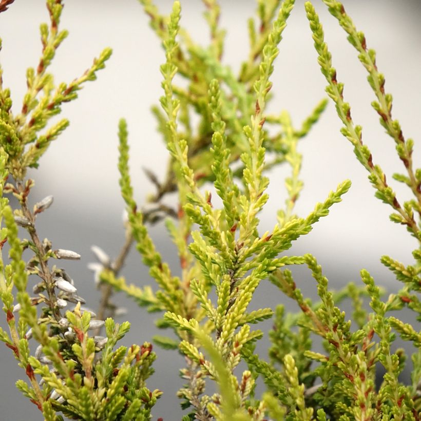 Besenheide Garden Girls Golden Angie - Calluna vulgaris (Foliage)