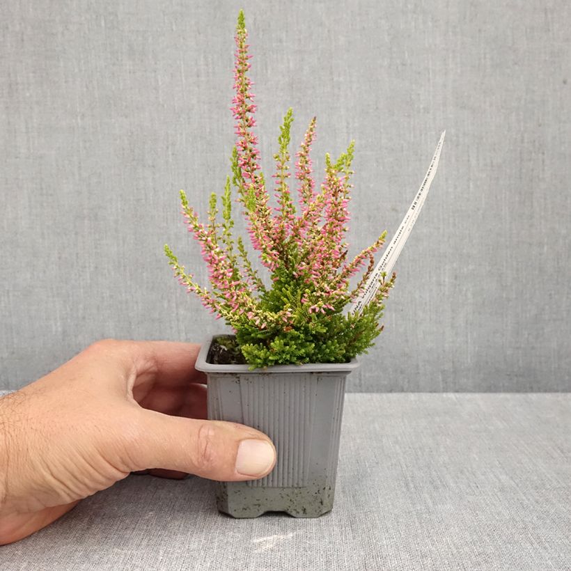Exemplar von Besenheide Garden Girls Golden Angie - Calluna vulgaris Kleine Töpfe von 8/9 cm wie im Herbst geliefert