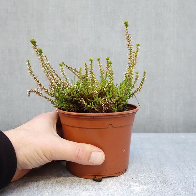 Example of Besenheide Garden Girls Golden Angie - Calluna vulgaris Topf mit 1L/1,5L as you get in hiver