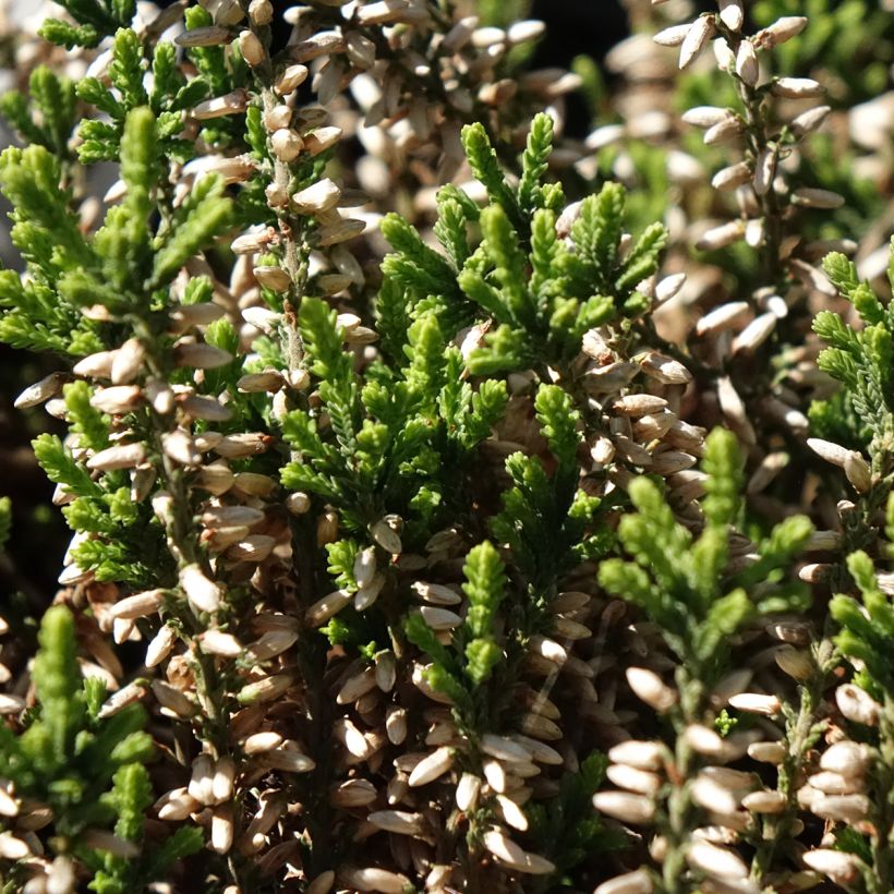 Besenheide Garden Girls Helena - Calluna vulgaris (Laub)
