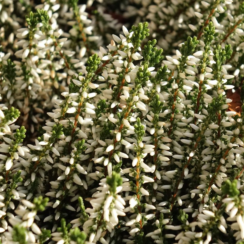 Besenheide Garden Girls Helena - Calluna vulgaris (Blüte)