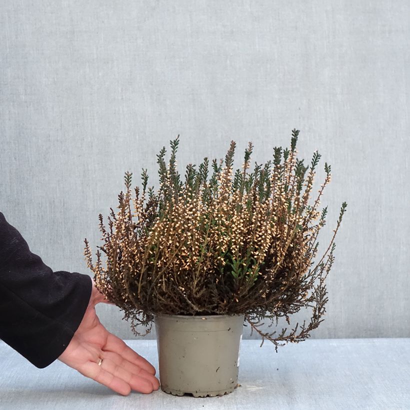 Example of Besenheide Garden Girls Lisbeth - Calluna vulgaris Topf mit 1L/1,5L as you get in hiver