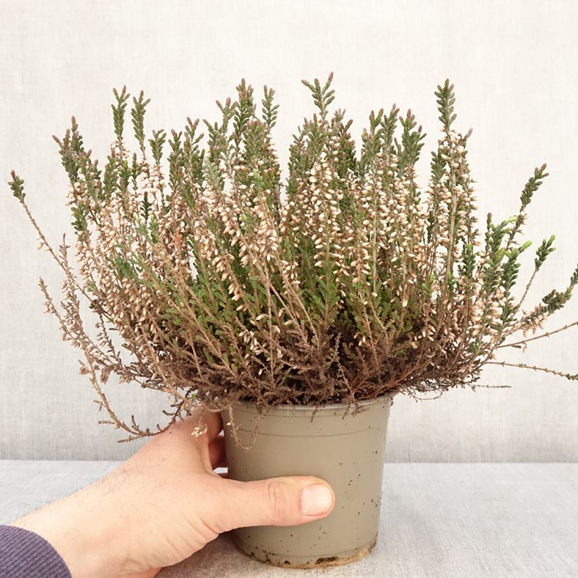 Exemplar von Besenheide Garden Girls Lisbeth - Calluna vulgaris Topf mit 1L/1,5L wie im Frühjahr geliefert