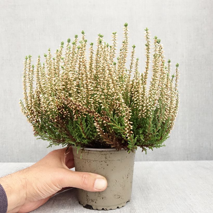 Exemplar von Besenheide Garden Girls Madonna - Calluna vulgaris Topf mit 1L/1,5L wie im Herbst geliefert