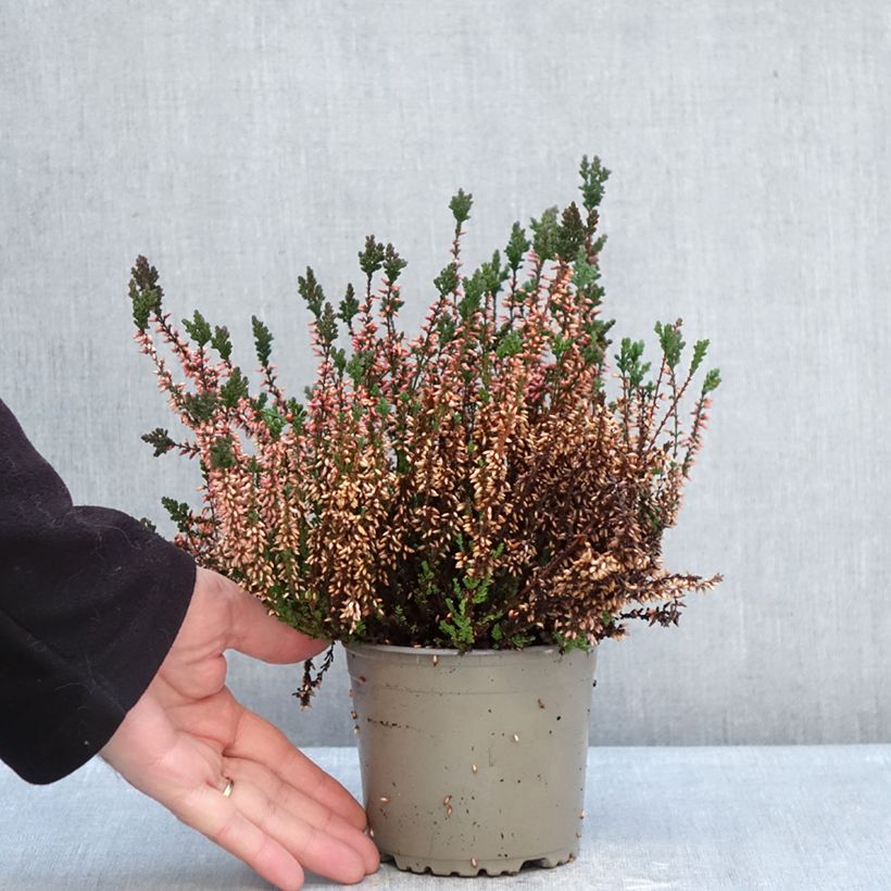 Example of Besenheide Garden Girls Martina - Calluna vulgaris Topf mit 1L/1,5L as you get in hiver